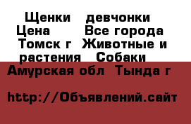 Щенки - девчонки › Цена ­ 2 - Все города, Томск г. Животные и растения » Собаки   . Амурская обл.,Тында г.